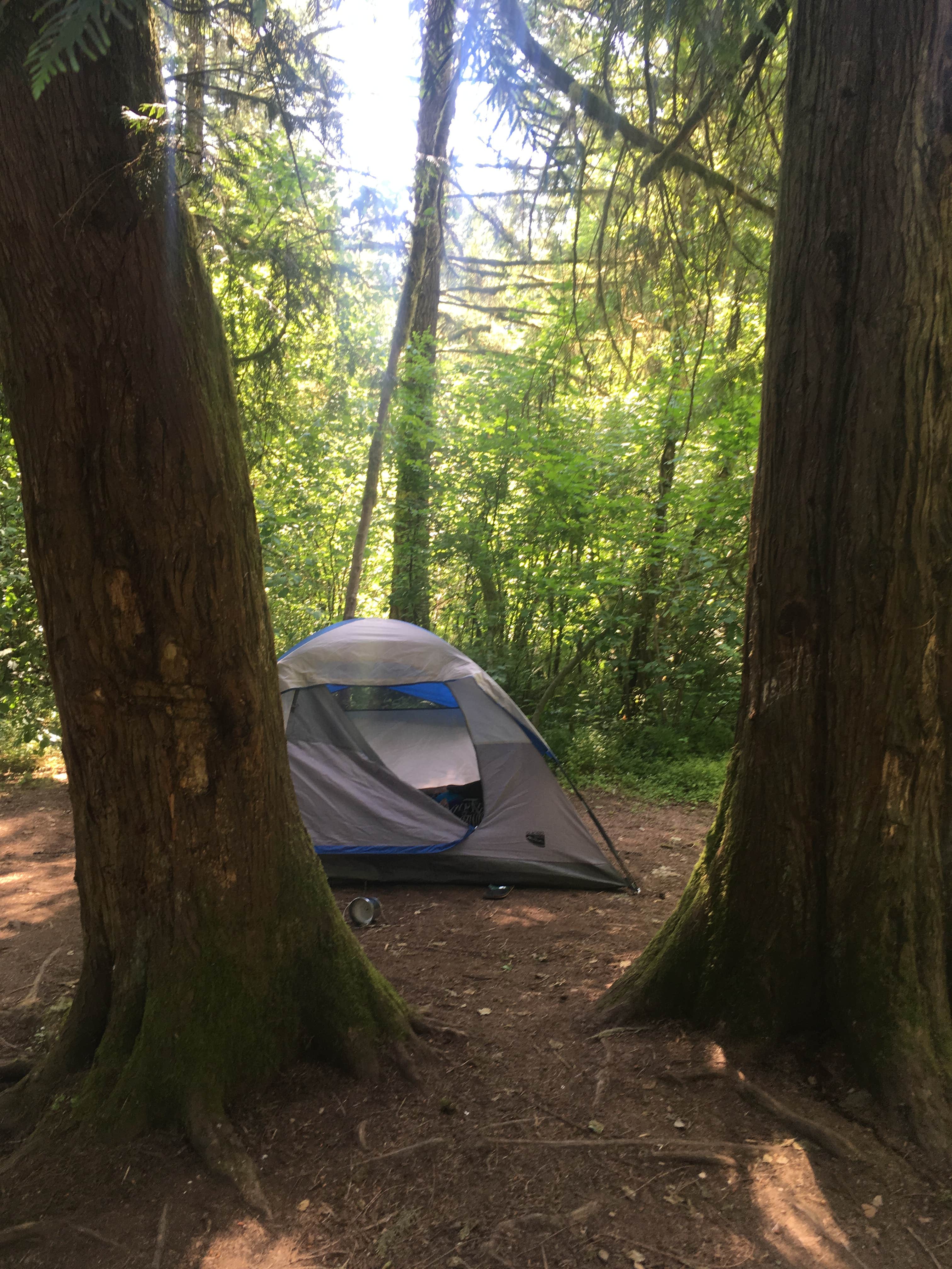 Camper submitted image from Milo McIver State Park Campground - 3