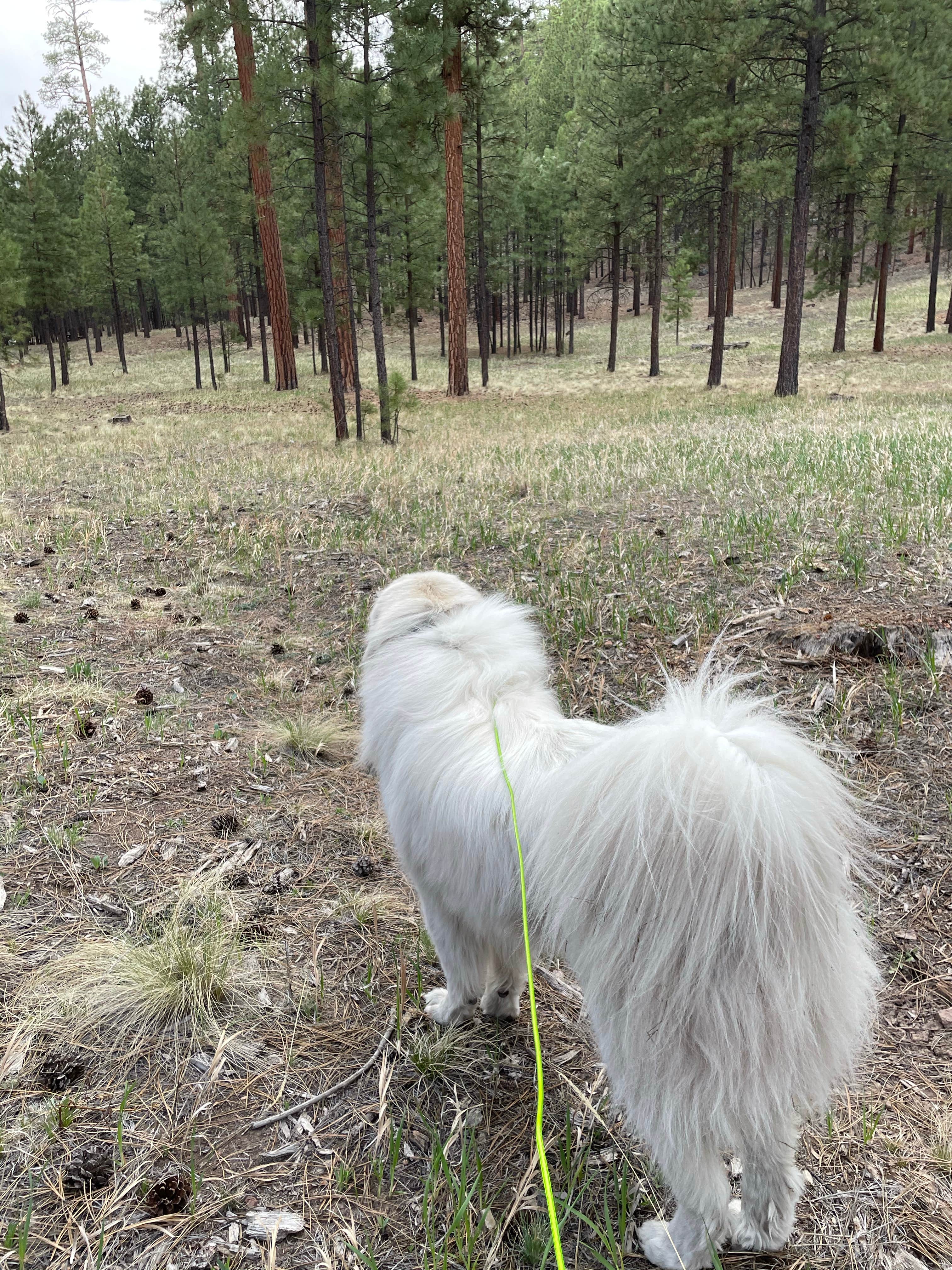 Katriza L.'s photo of camping with pets at Jemez Falls Campground near Cuba, NM