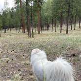 Review photo of Jemez Falls Campground by Katriza L., July 24, 2021