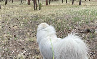 Katriza L.'s photo of camping with pets at Jemez Falls Campground near Lindrith, NM