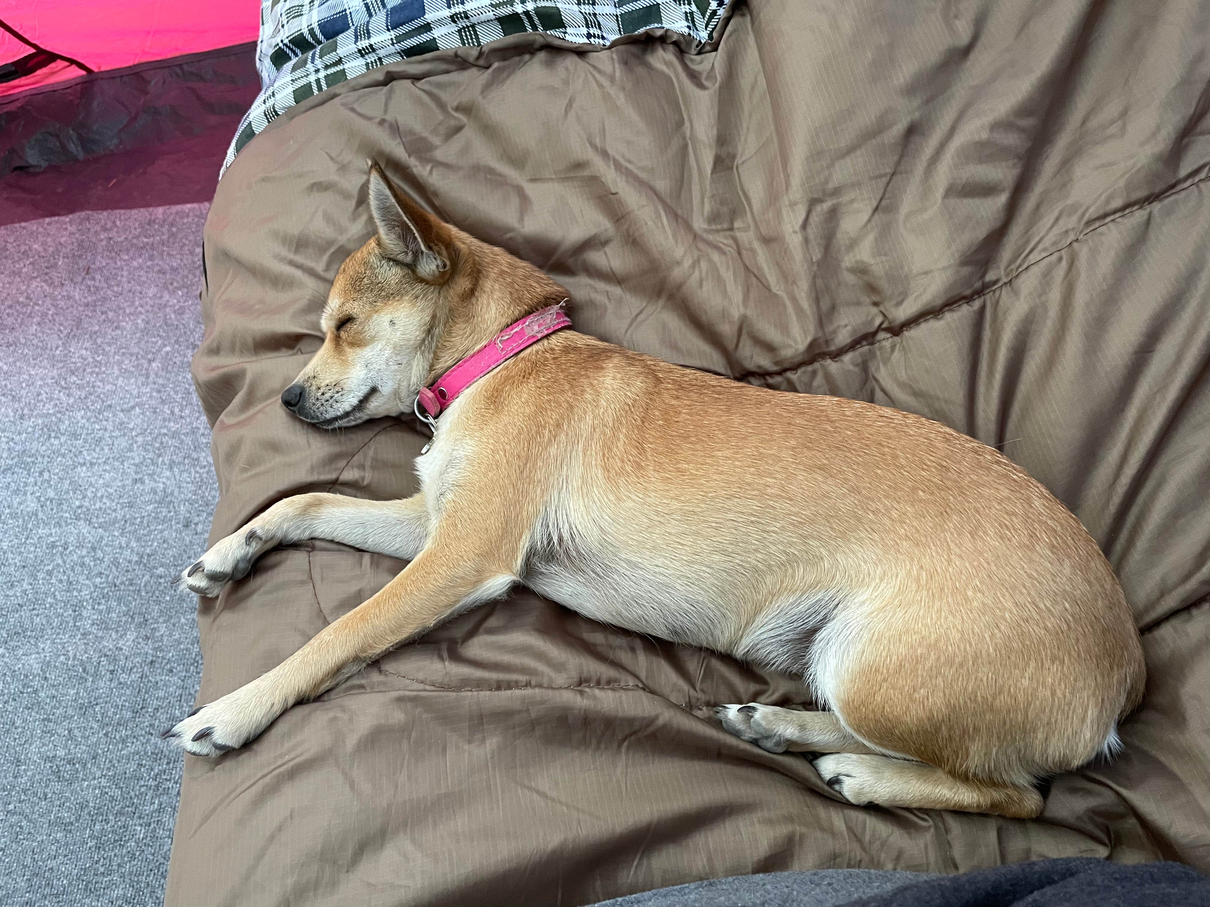 Marian J.'s photo of camping with pets at Winchester Lake State Park Campground near Moscow, ID