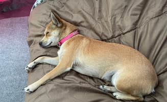 Marian J.'s photo of camping with pets at Winchester Lake State Park Campground near Pullman, WA