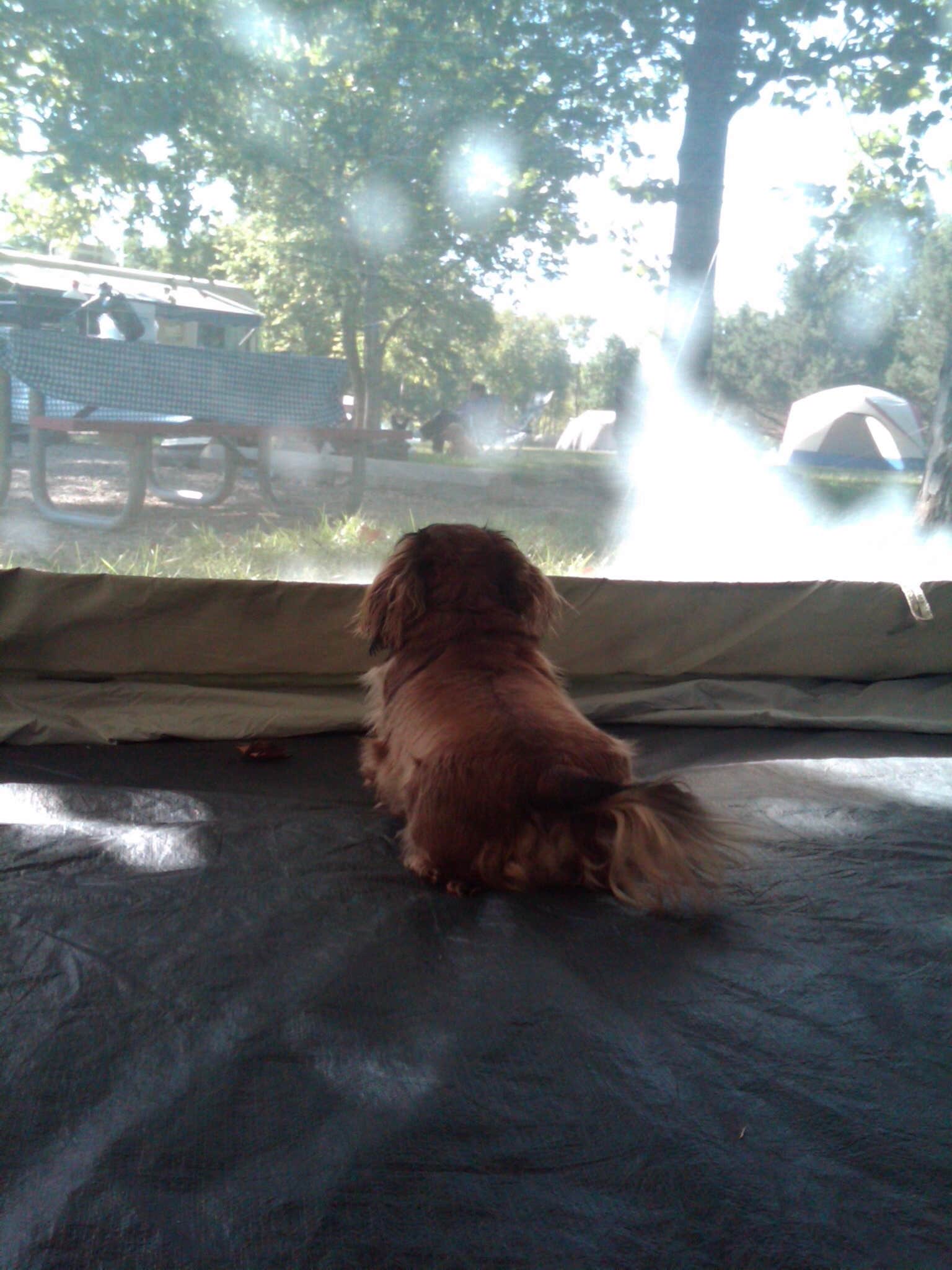 Bj T.'s photo of camping with pets at Prairie Clover Campground — Clinton State Park near Topeka, KS