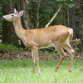 Review photo of Fall Creek Falls State Park Campground by Tyler H., July 24, 2021