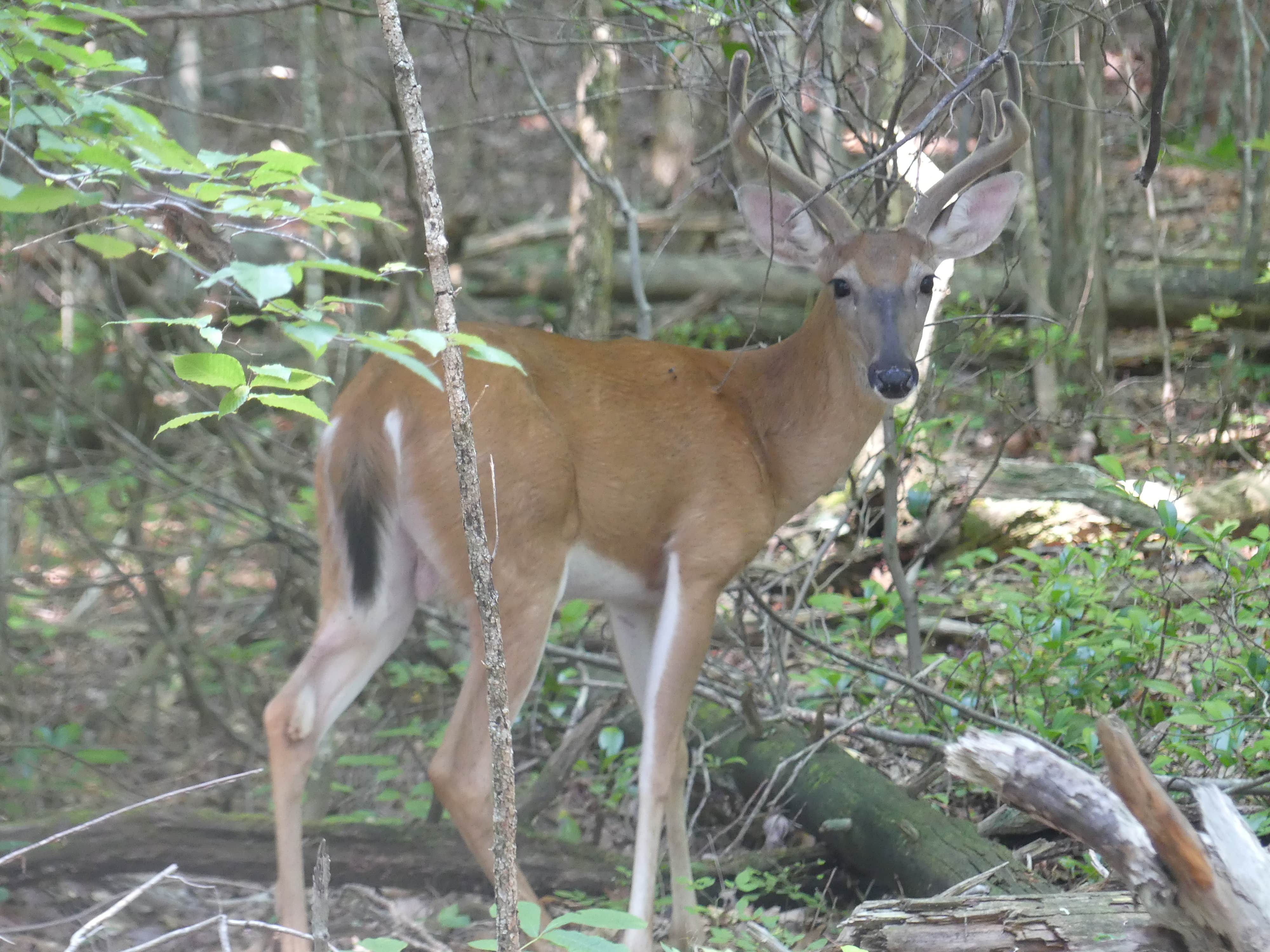 Tyler H.'s photo of camping with pets at Fall Creek Falls State Park Campground near Rock Island, TN