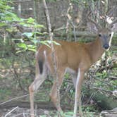 Review photo of Fall Creek Falls State Park Campground by Tyler H., July 24, 2021