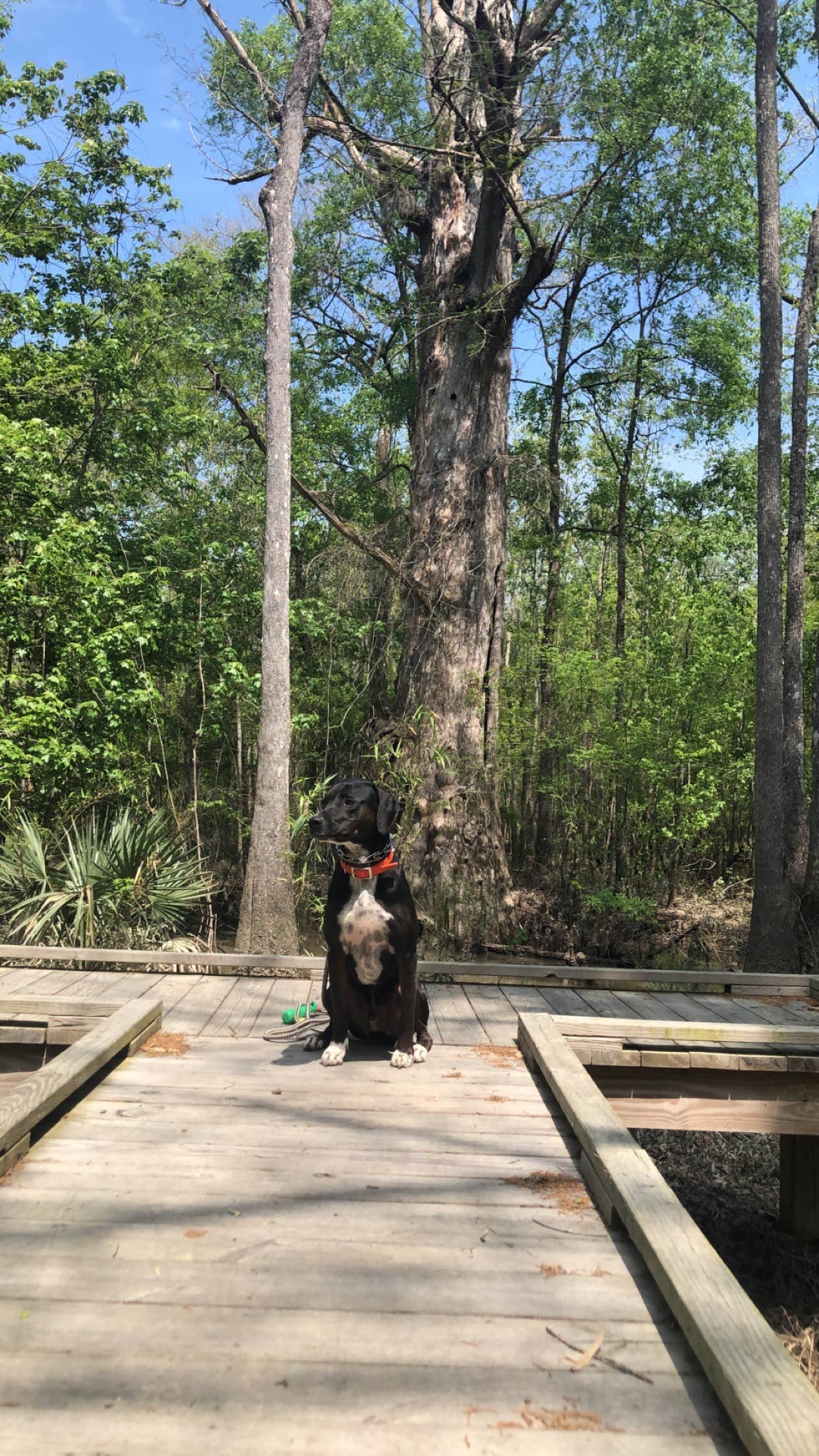 Tyler H.'s photo of camping with pets at Tickfaw State Park Campground near Prairieville, LA