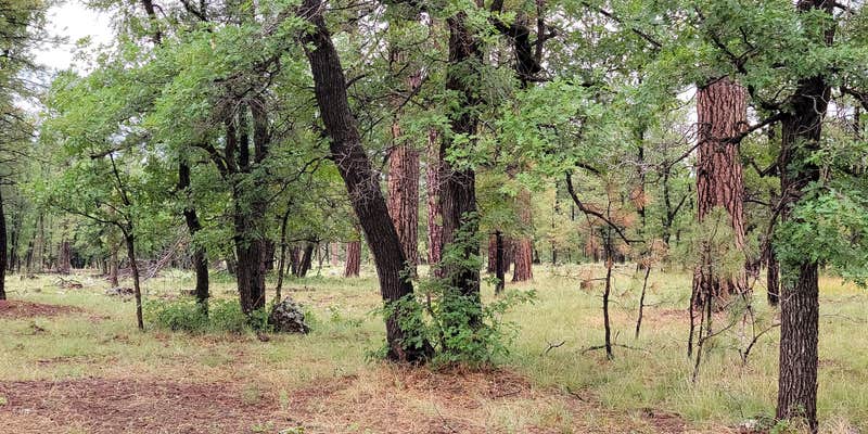 Camper submitted image from Dogtown Lake Road Dispersed Camping