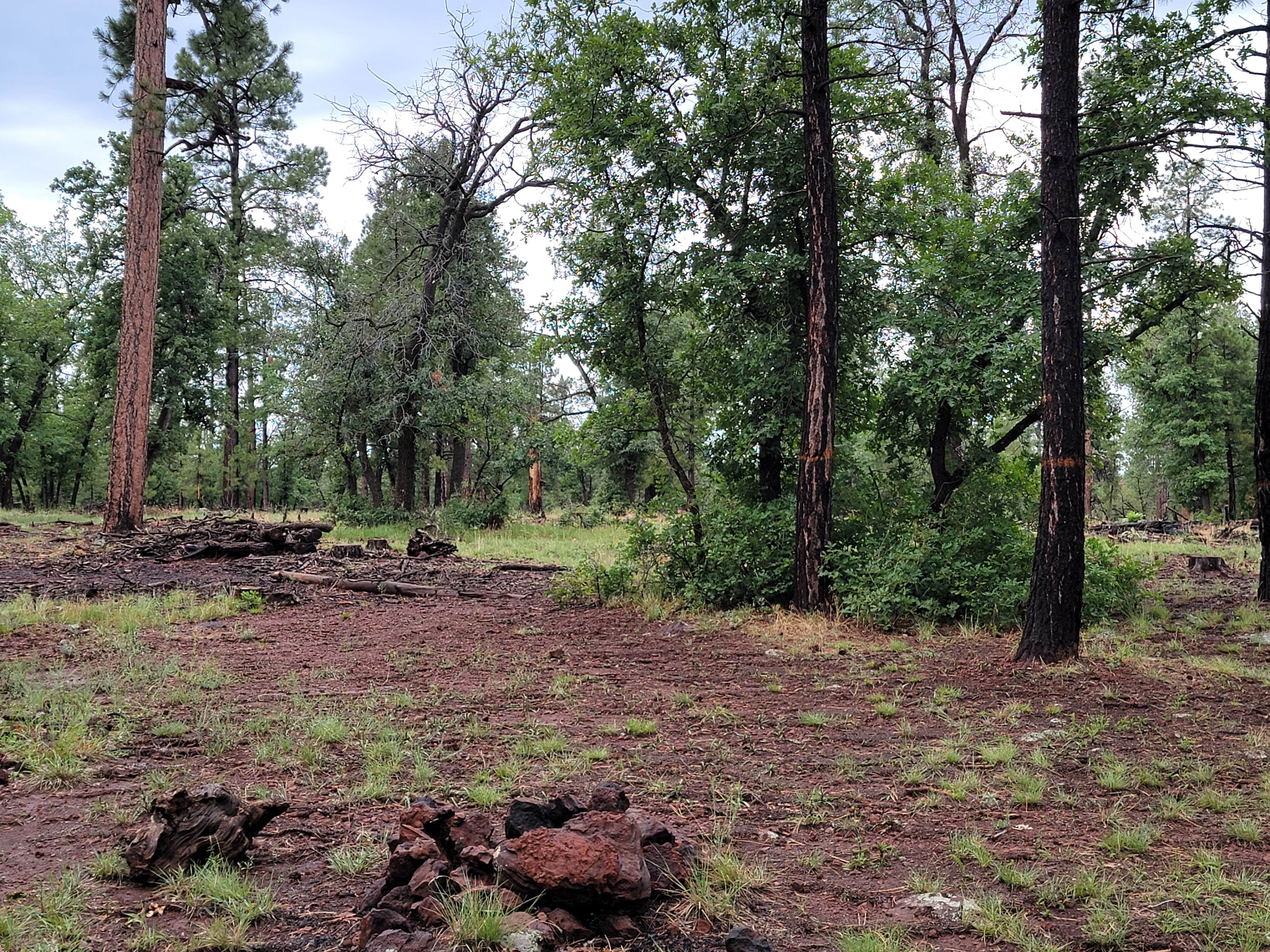 Camper-submitted photo at Dogtown Lake Road Dispersed Camping near Williams, AZ