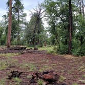 Review photo of Dogtown Lake Road Dispersed Camping by miles S., July 24, 2021