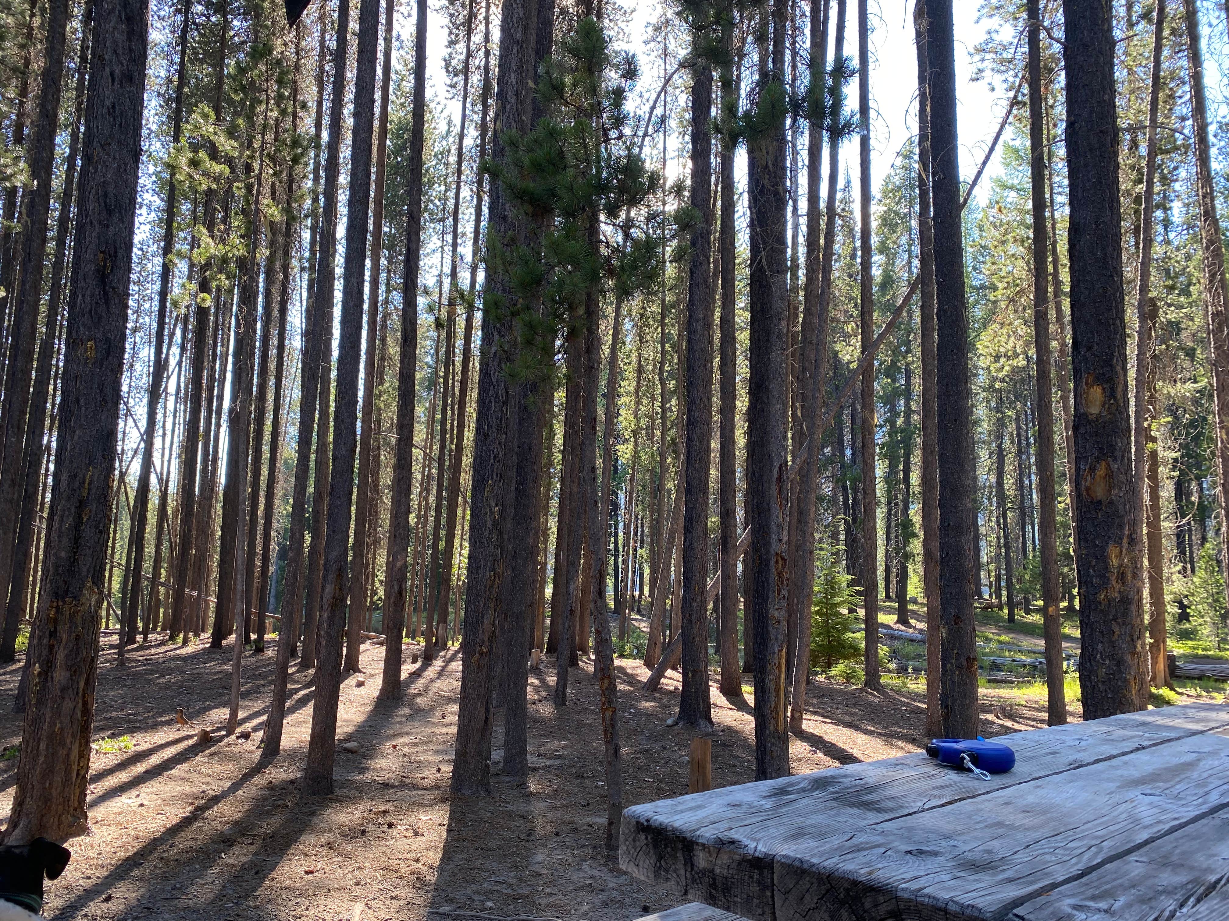 Bumping Lake Campground The Dyrt