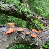 Review photo of Raccoon Creek State Park Campground by Darrel and Mary W., July 24, 2021