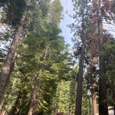 Review photo of D.L. Bliss State Park Campground by Shoshana , July 24, 2021