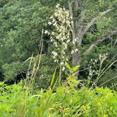 Review photo of Kolomoki Mounds State Park Campground by steven , July 25, 2021