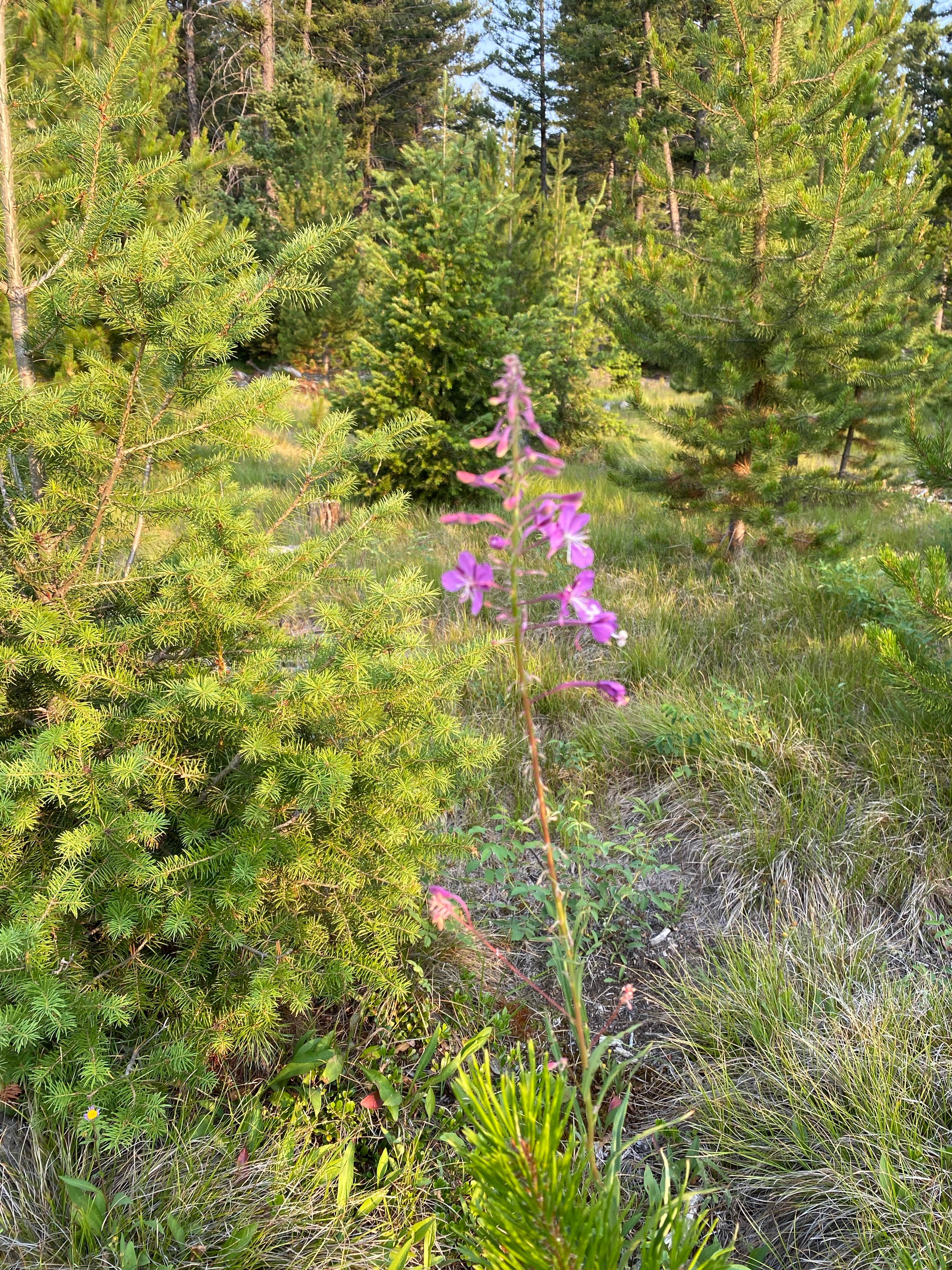Camper-submitted photo at Orofino Campground near Deer Lodge, MT