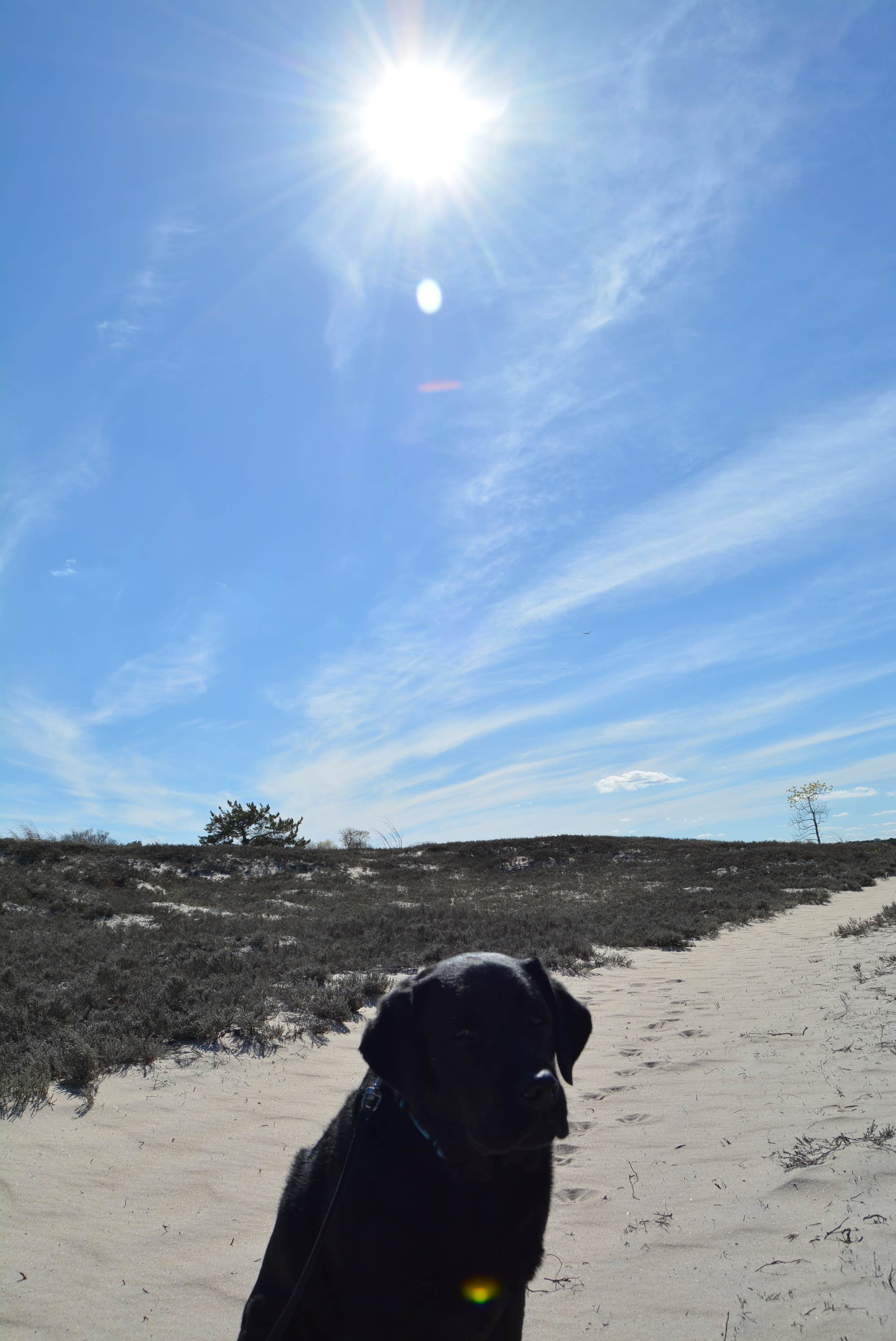 Nancy W.'s photo of camping with pets at Cape Henlopen State Park Campground near Dagsboro, DE