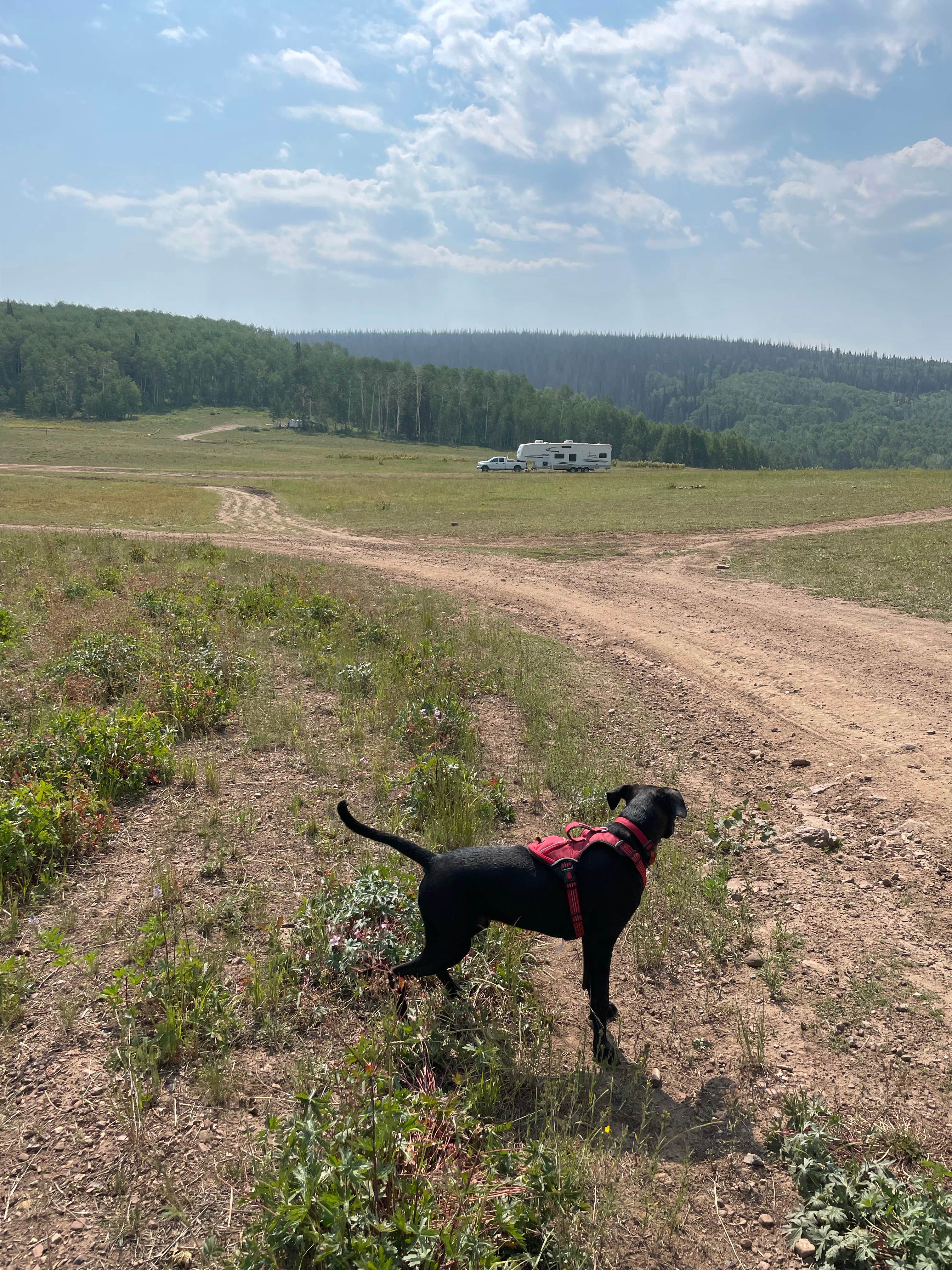 Kati C.'s photo of camping with pets at Soapstone Basin Dispersed Camping near Duchesne, UT