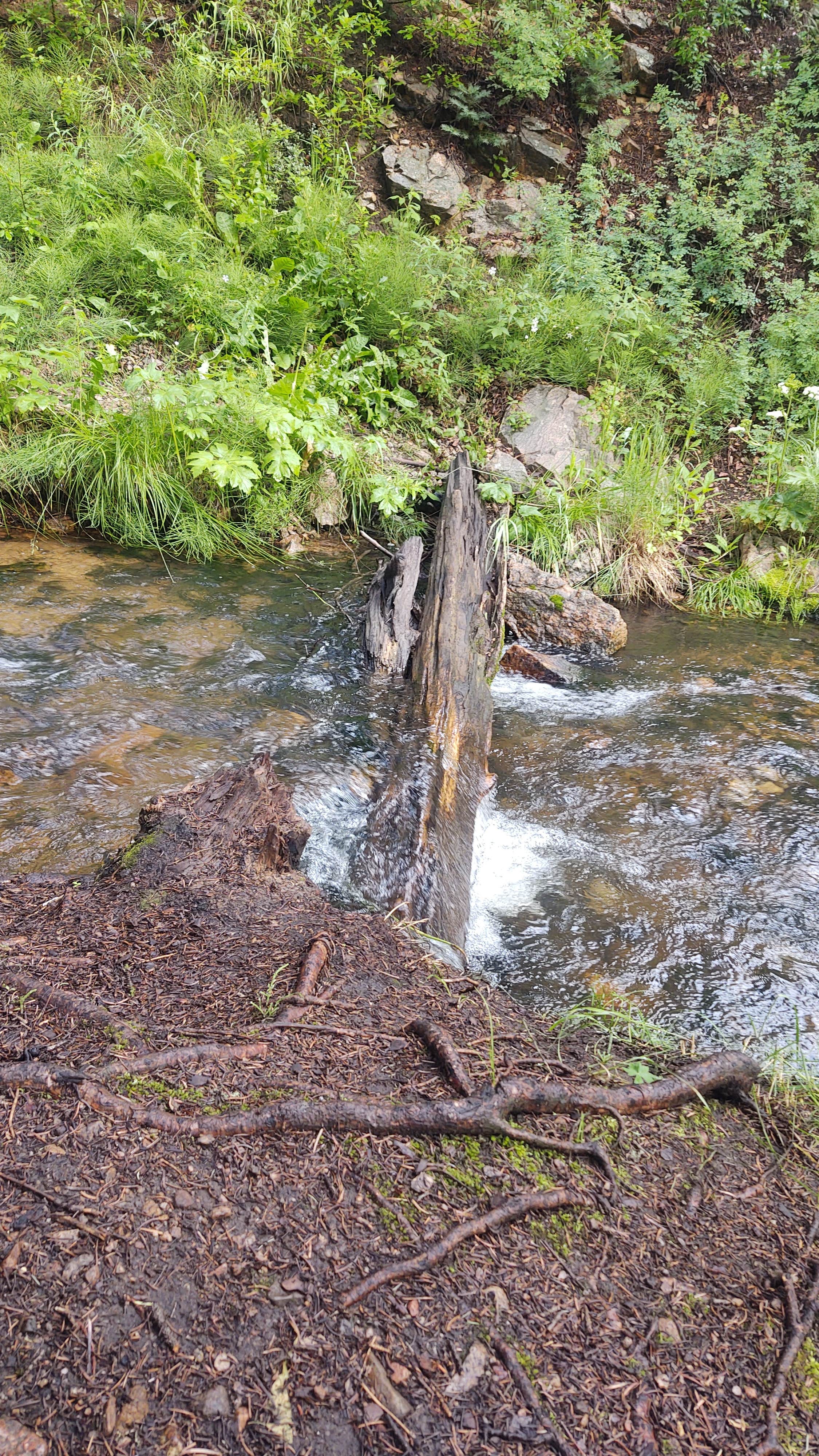 Camper submitted image from Ophir Creek Campground (Co) — Psicc - 3