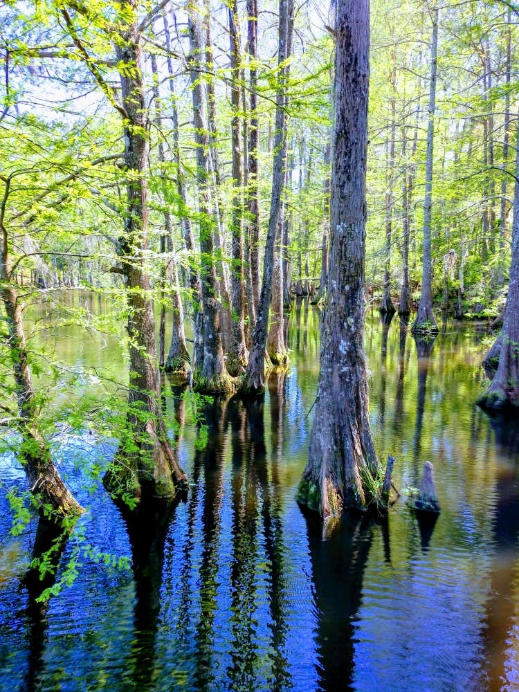 Camper submitted image from Lake Houston Wilderness Park - 5