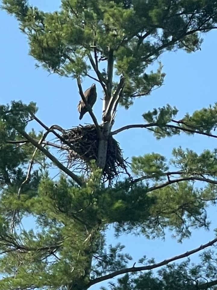 Camper-submitted photo at Mecosta Pines Campground near Cedar Springs, MI