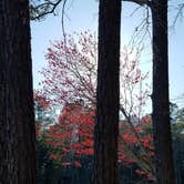 Review photo of Lake Wateree State Park Campground by Swain K., June 16, 2018