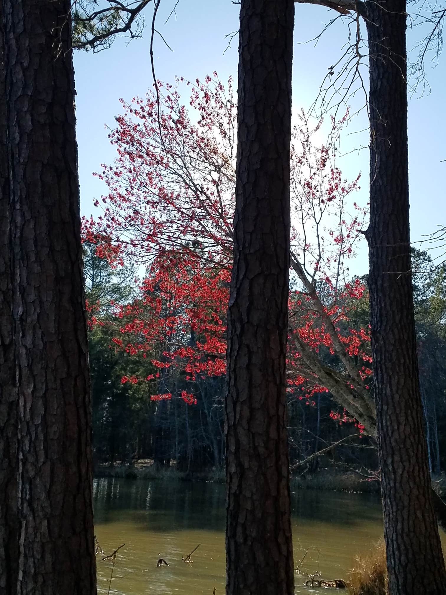 Camper submitted image from Lake Wateree State Park Campground - 2