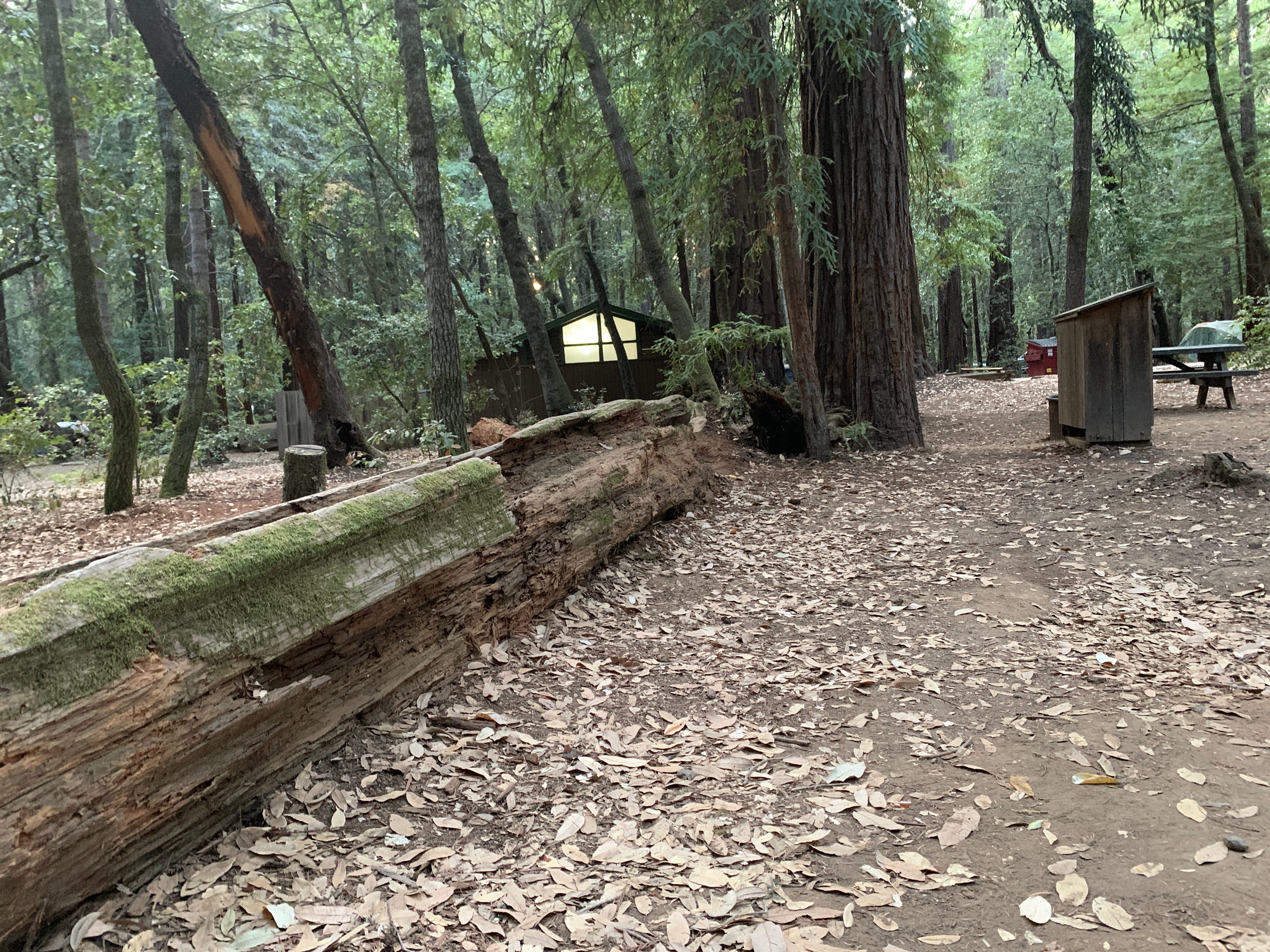 Camper submitted image from Paul M. Demmick Campground — Navarro River Redwoods State Park - 4