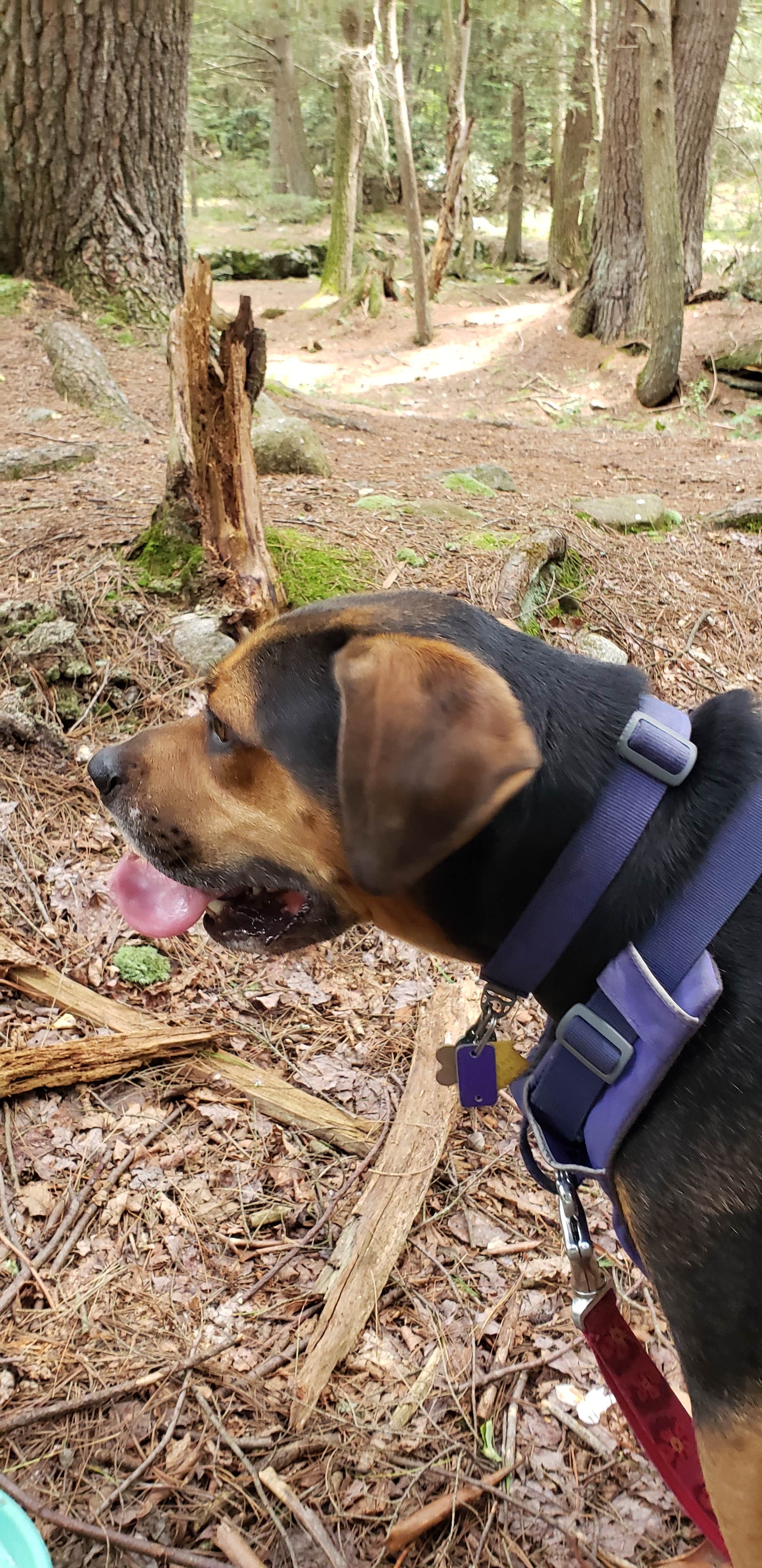 John S.'s photo of camping with pets at Hickory Run Family Camping Resort near Ephrata, PA