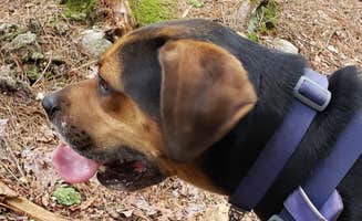 John S.'s photo of camping with pets at Hickory Run Family Camping Resort near Reading, PA