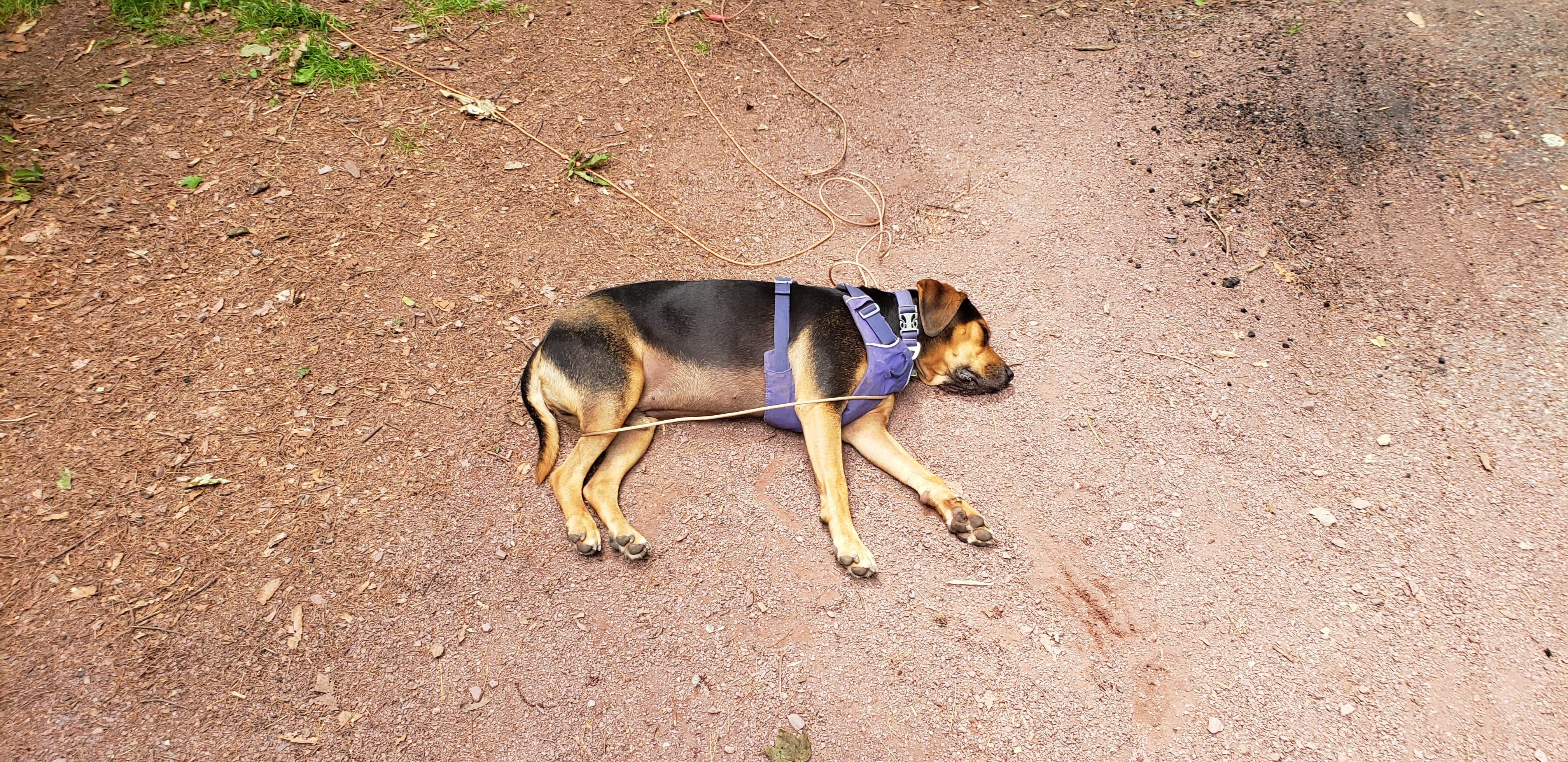 John S.'s photo of camping with pets at Hickory Run Family Camping Resort near Reading, PA