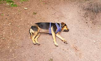 John S.'s photo of camping with pets at Hickory Run Family Camping Resort near Mohnton, PA