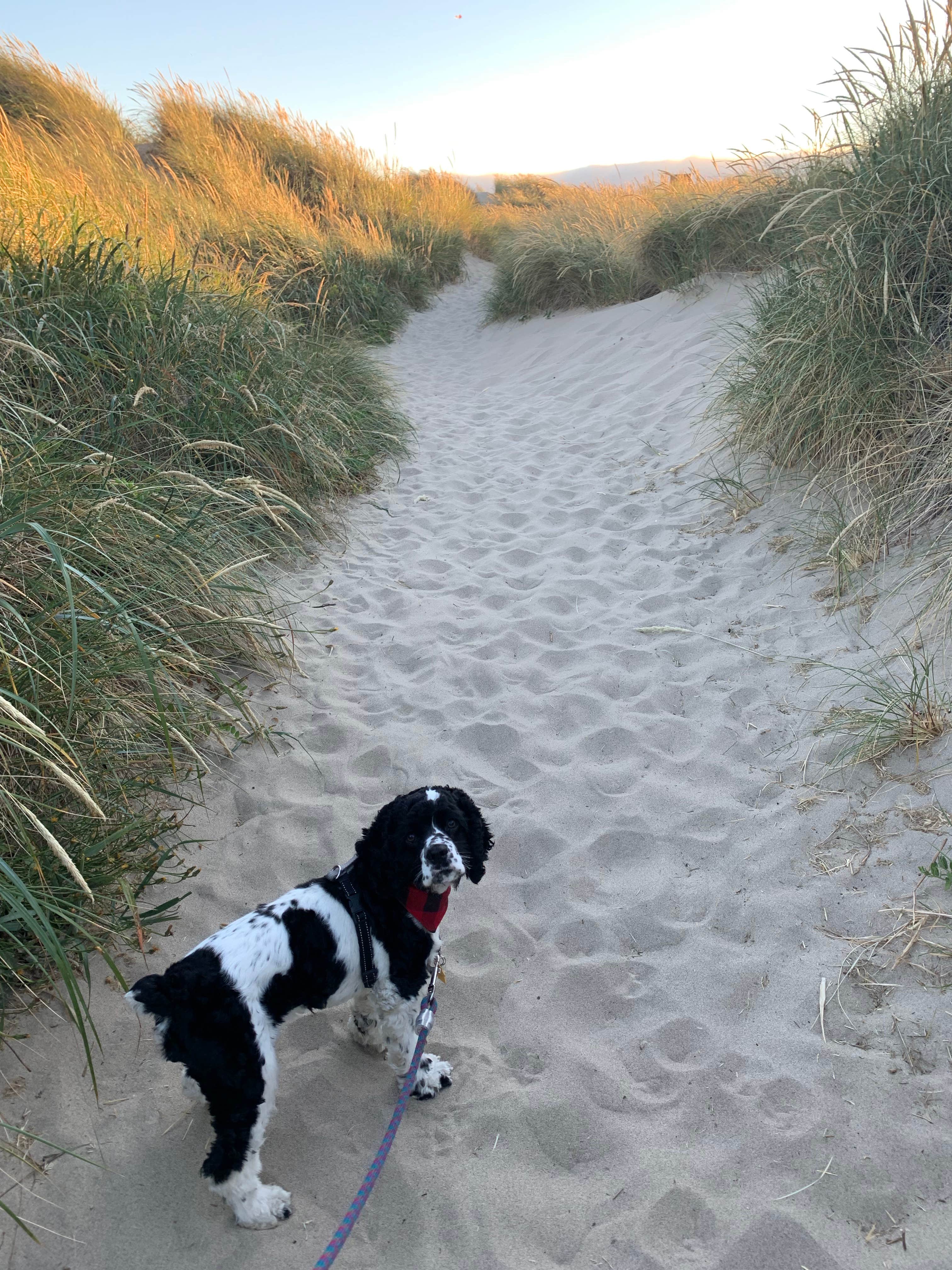 Taylor T.'s photo of camping with pets at Nehalem Bay State Park Campground near Tillamook State Forest
