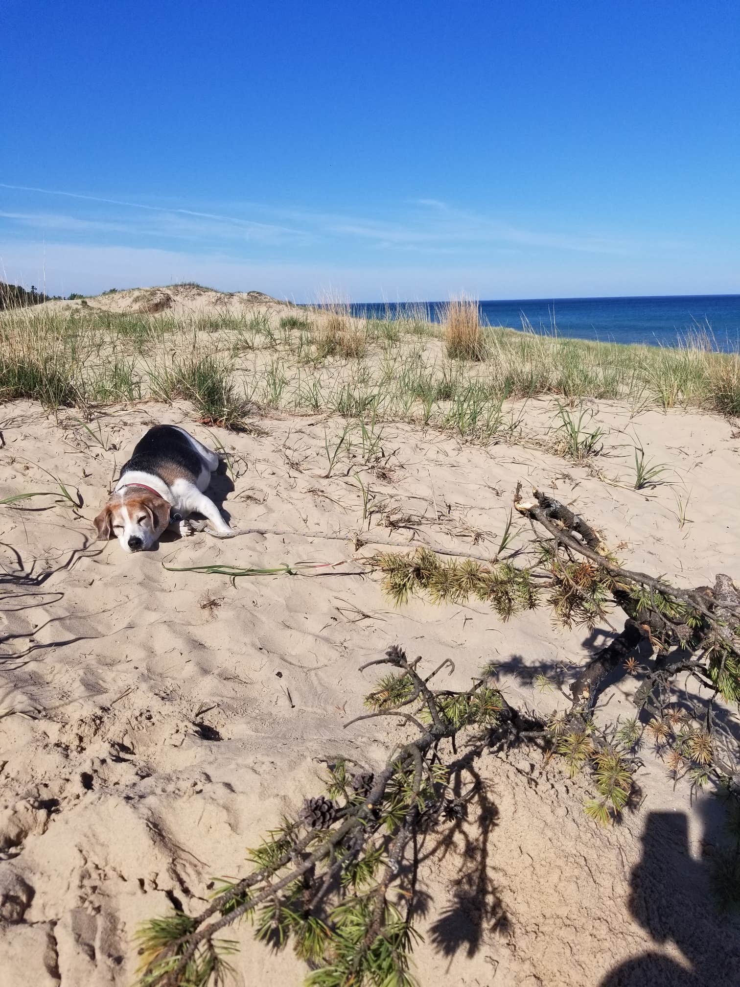 Camper-submitted photo at Nordhouse Dunes Wilderness near Custer, MI