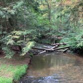 Review photo of Cook Forest State Park Campground by Britt B., July 26, 2021