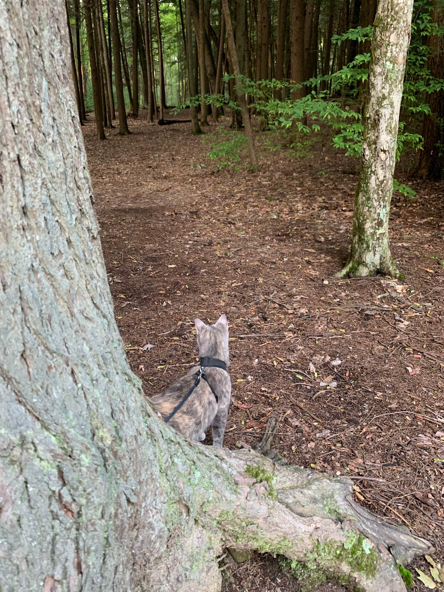 Britt B.'s photo of camping with pets at Cook Forest State Park Campground & Cabins near Glen Campbell, PA