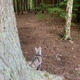 Review photo of Cook Forest State Park Campground by Britt B., July 26, 2021