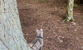 Britt B.'s photo of camping with pets at Cook Forest State Park Campground & Cabins near DuBois, PA