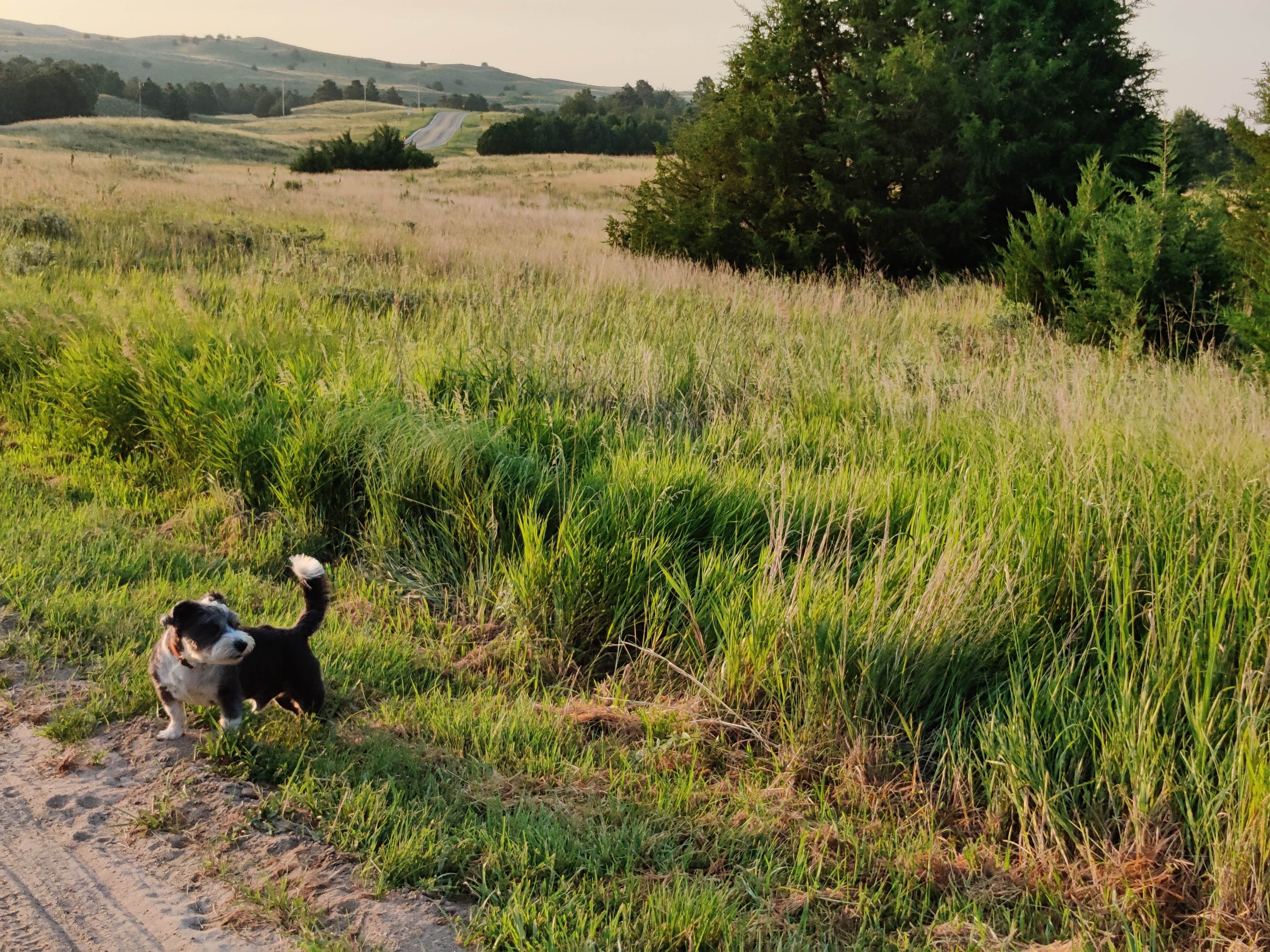 Kevin  S.'s photo of camping with pets at Cedar Bay Campground — Merritt Reservoir near Valentine, NE
