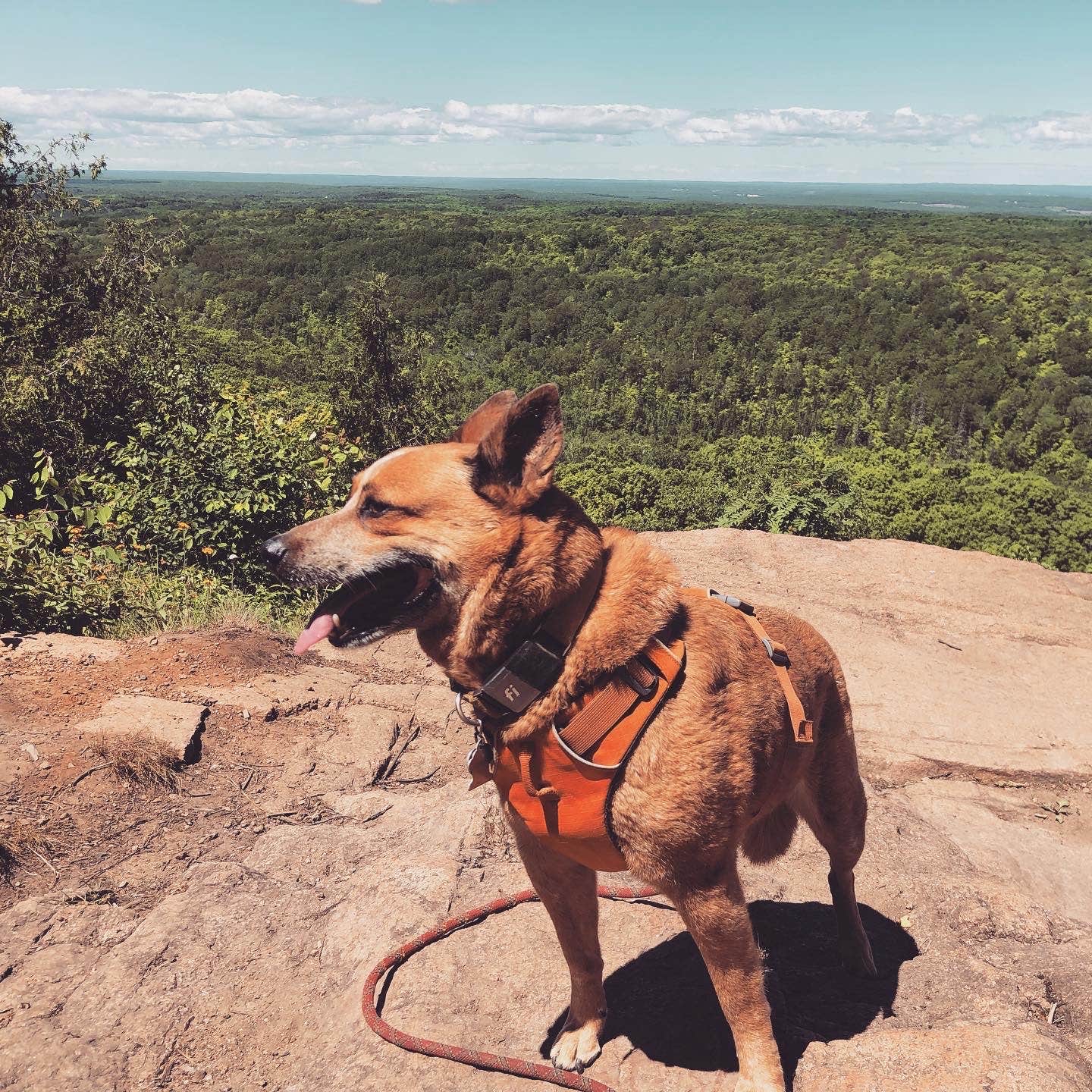 Art S.'s photo of camping with pets at Amnicon Falls State Park Campground near Holyoke, MN