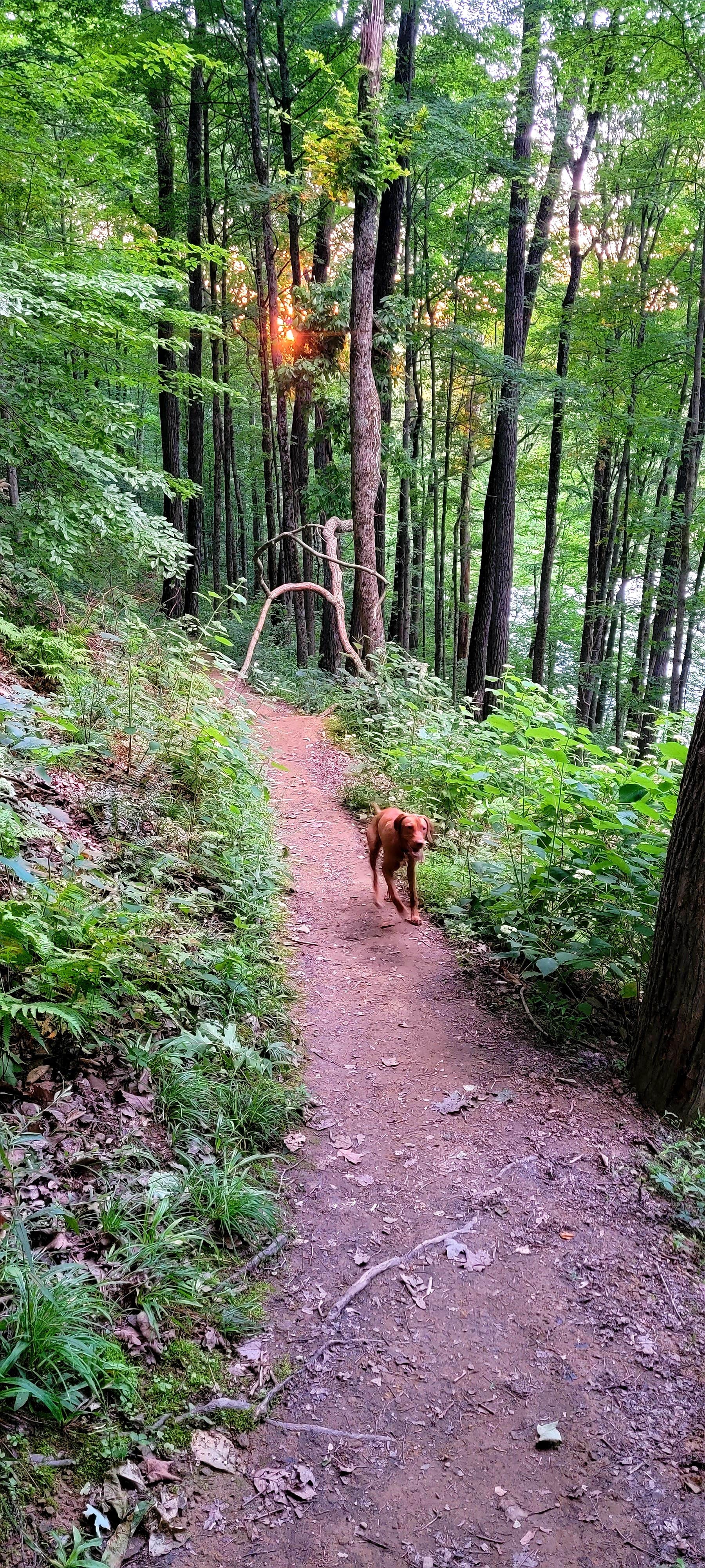 Jason N.'s photo of camping with pets at Raccoon Ridge Campground — Brown County State Park near Bloomington, IN