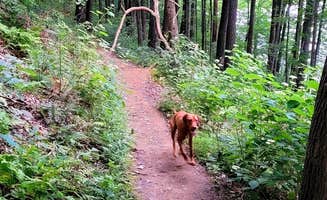 Jason N.'s photo of camping with pets at Raccoon Ridge Campground — Brown County State Park near Seymour, IN