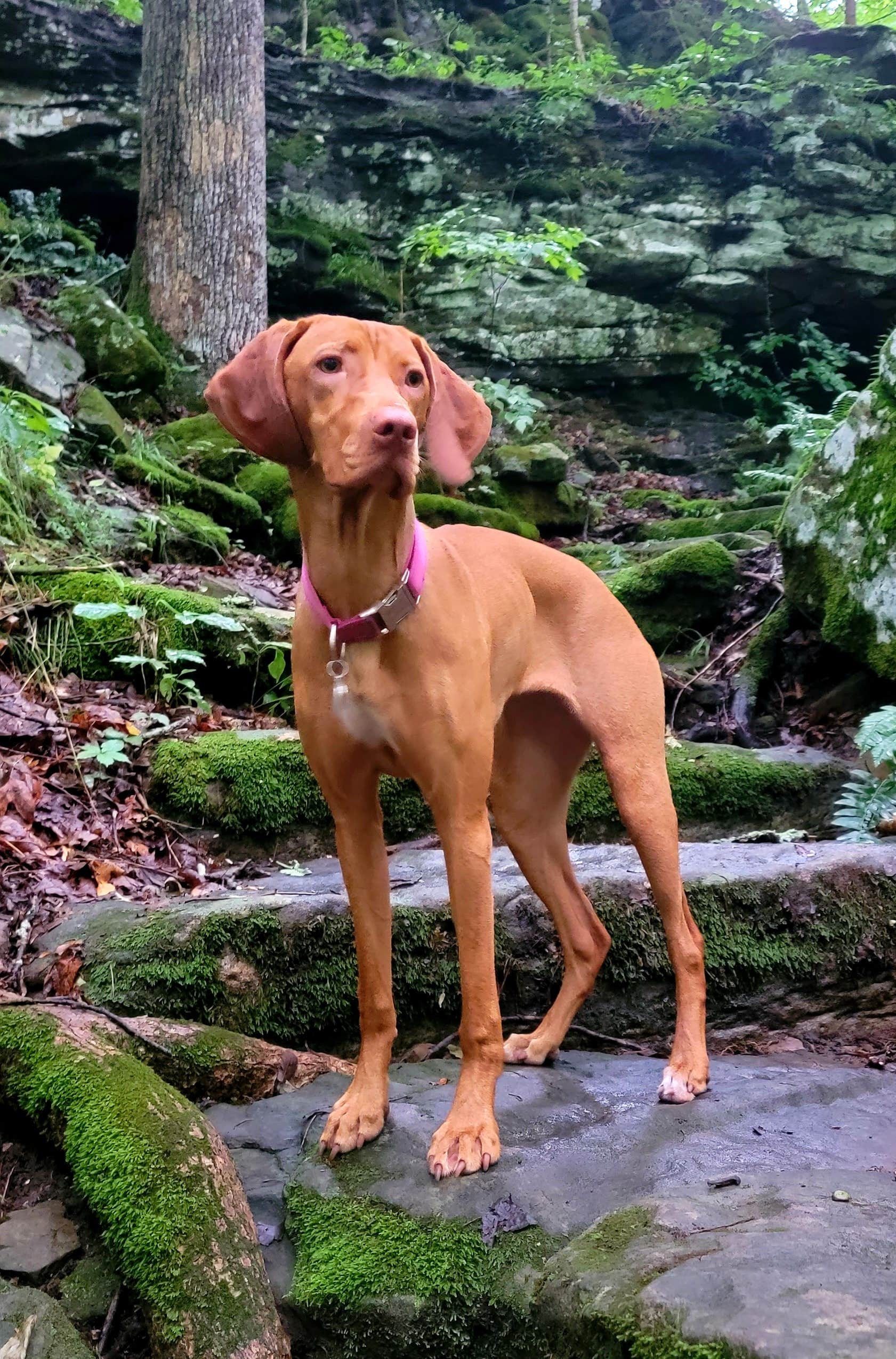 Jason N.'s photo of camping with pets at Mammoth Cave Campground — Mammoth Cave National Park near Mammoth Cave, KY