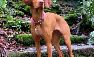 Jason N.'s photo of camping with pets at Mammoth Cave Campground — Mammoth Cave National Park near Glasgow, KY