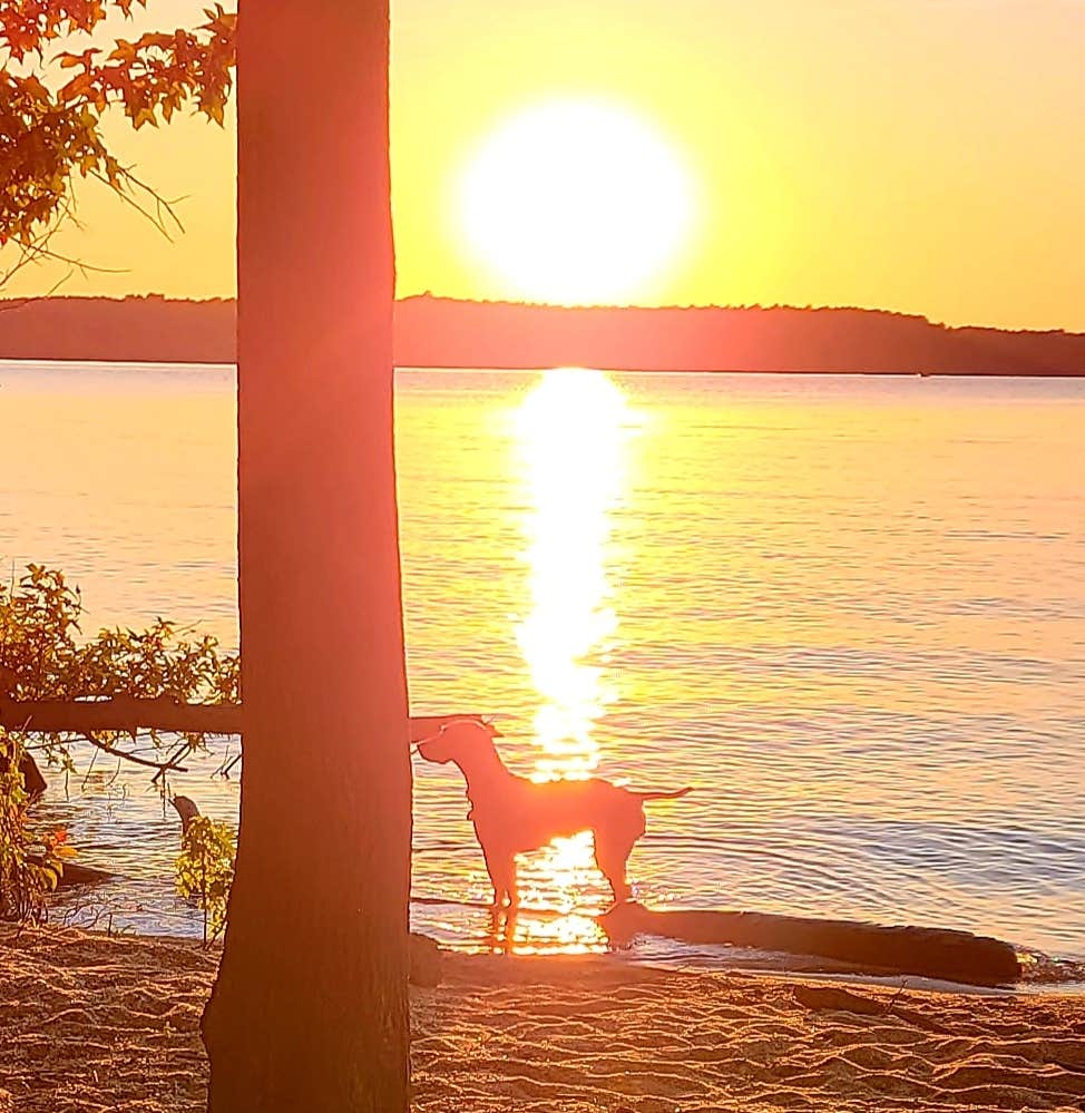 Jason N.'s photo of camping with pets at B.W. Wells — Falls Lake State Recreation Area near B. Everett Jordan Lake