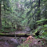 Review photo of Savage River State Forest by Jason N., July 26, 2021