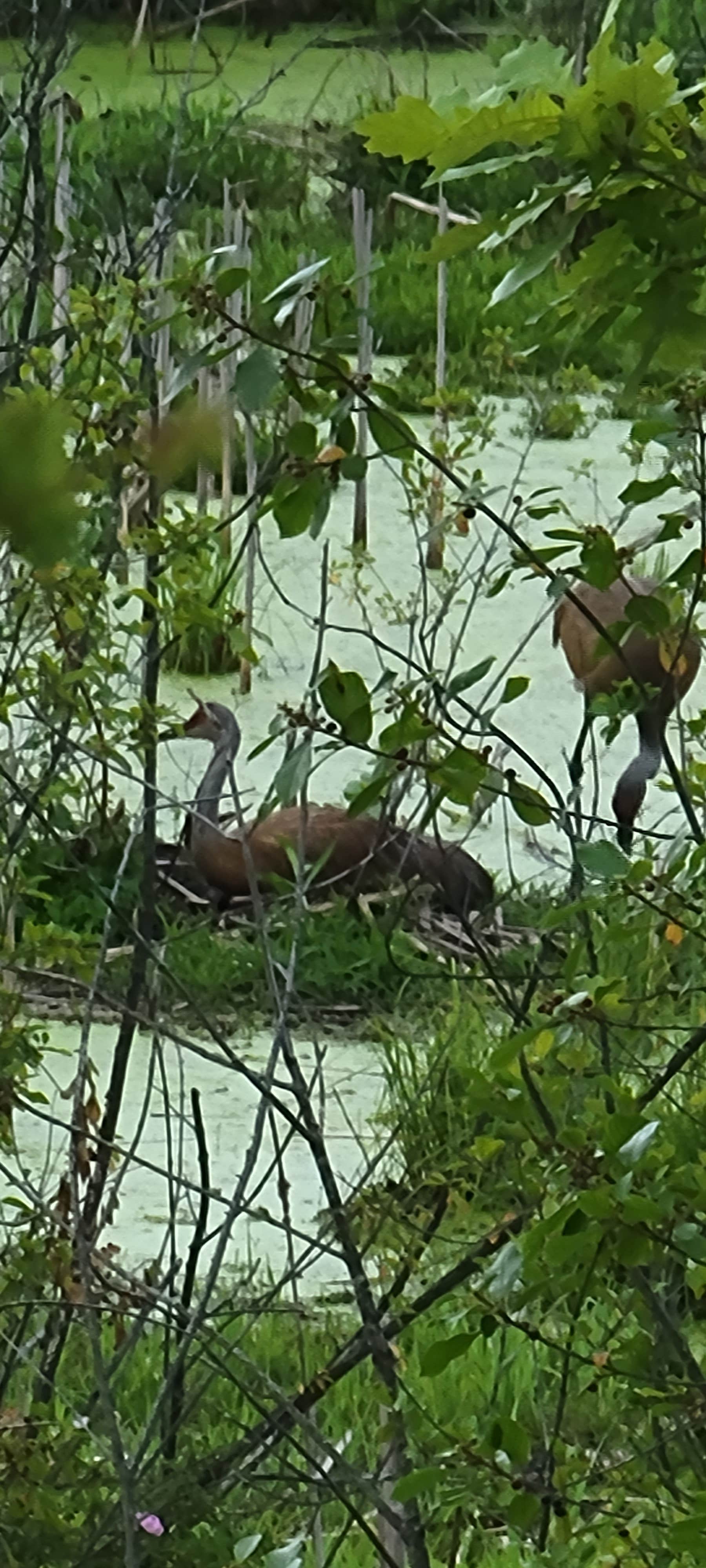 Camper submitted image from Groveland Oaks County Park - 1