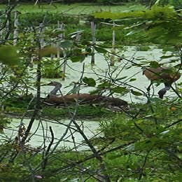 Groveland Oaks County Park