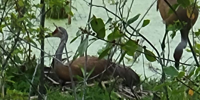 Camper submitted image from Groveland Oaks County Park