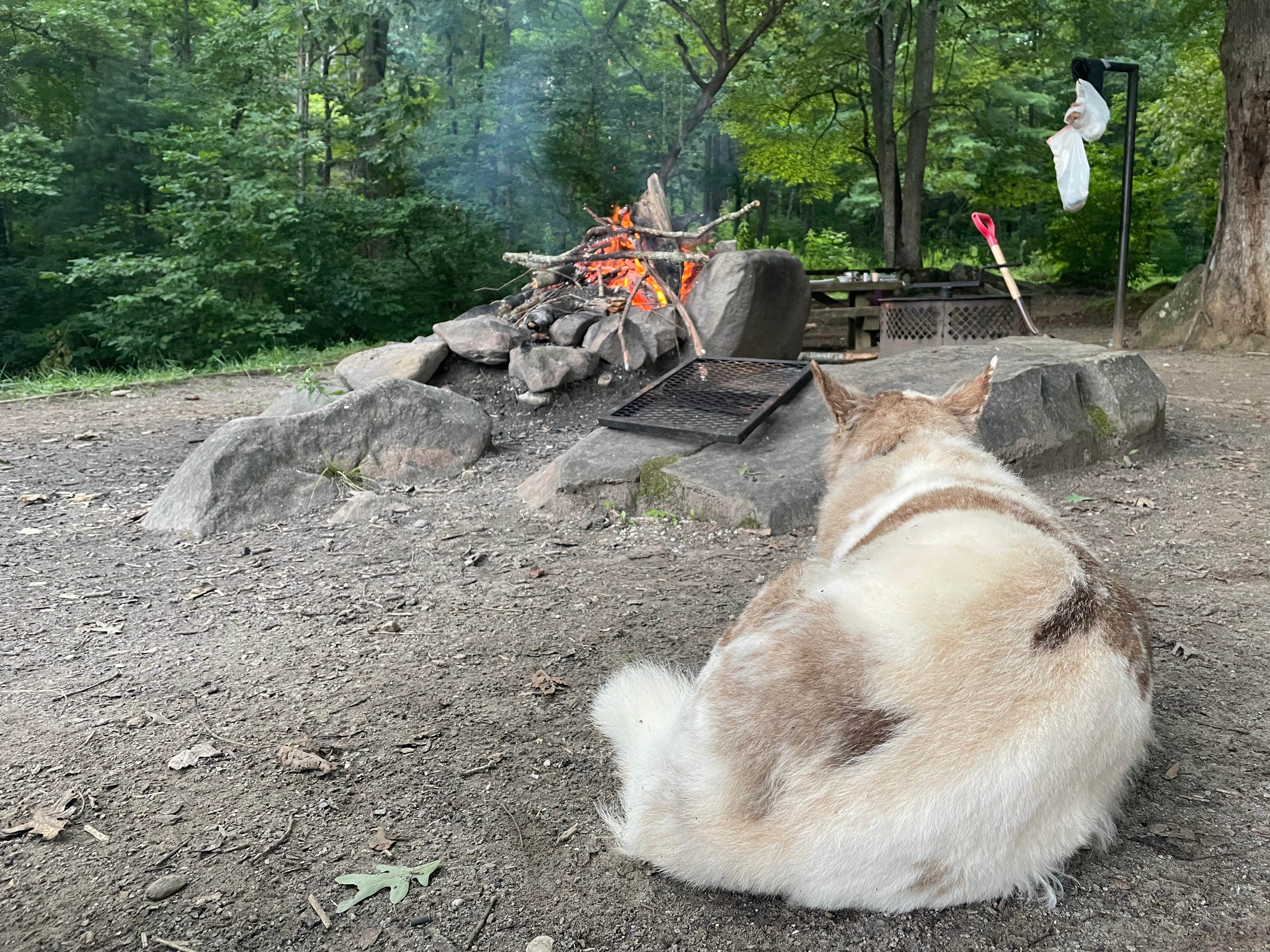 rob M.'s photo of camping with pets at Horse Cove near Robbinsville, NC