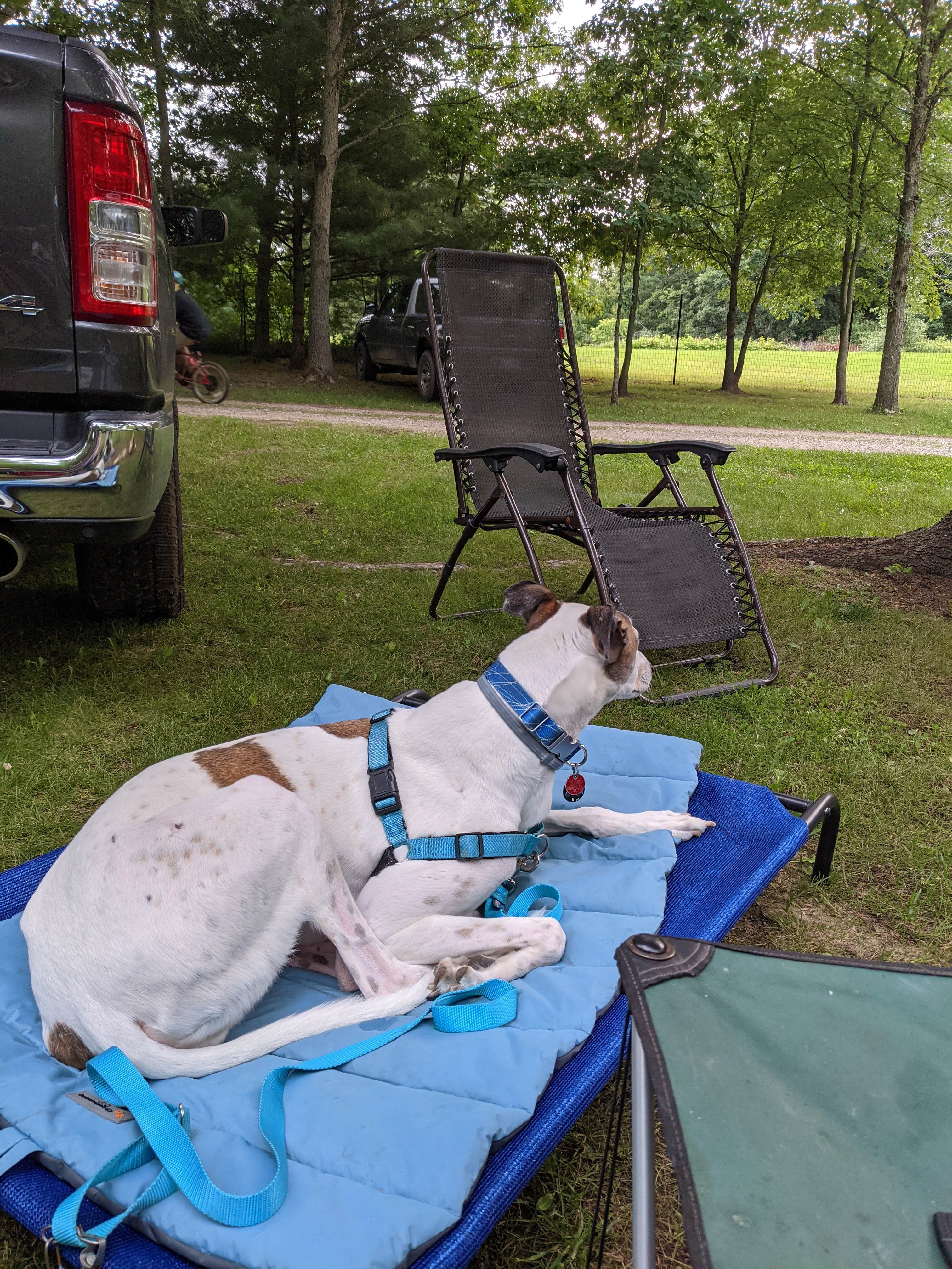 James P.'s photo of camping with pets at Countryside Campground & Cabins near Clare, MI